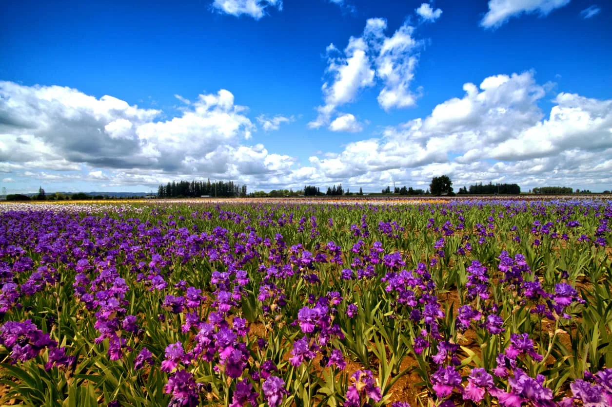 Living in Keizer, Oregon